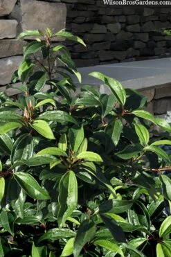 Moonlit Lace Viburnum - 1 Gallon Pot 11 Moonlit Lace Viburnum - 1 Gallon Pot -Plant Shop viburnum moonlit lace 8 2