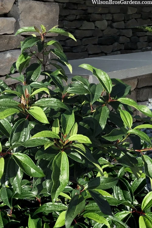 Moonlit Lace Viburnum - 1 Gallon Pot 6 Moonlit Lace Viburnum - 1 Gallon Pot - Image 5