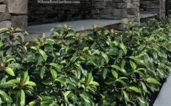 Moonlit Lace Viburnum - 6 Pack Of 1 Gallon Pots 11 Moonlit Lace Viburnum - 6 Pack Of 1 Gallon Pots -Plant Shop viburnum moonlit lace 9 1