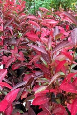 Winterthur Viburnum - 1 Gallon Pot -Plant Shop viburnum nudum winterthur 100