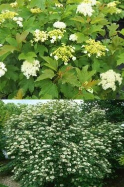 Dwarf European Cranberry Bush - 1 Gallon Pot -Plant Shop viburnum opulus compactum dwarf european cranberry bush 10