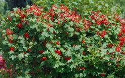 Dwarf European Cranberry Bush - 1 Gallon Pot -Plant Shop viburnum opulus compactum dwarf european cranberry bush 2