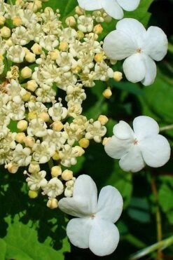Dwarf European Cranberry Bush - 1 Gallon Pot -Plant Shop viburnum opulus compactum dwarf european cranberry bush 7