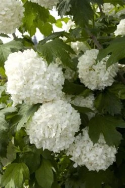 Eastern Snowball Viburnum Bush - 1 Gallon Pot -Plant Shop viburnum opulus sterile eastern snowball 2