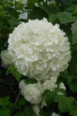 Eastern Snowball Viburnum Bush - 1 Gallon Pot -Plant Shop viburnum opulus sterile eastern snowball 3