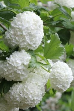 Eastern Snowball Viburnum Bush - 1 Gallon Pot -Plant Shop viburnum opulus sterile eastern snowball 5