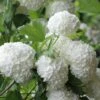 Eastern Snowball Viburnum Bush - 1 Gallon Pot 1 Eastern Snowball Viburnum Bush - 1 Gallon Pot -Plant Shop viburnum opulus sterile eastern snowball 6