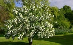 Eastern Snowball Viburnum Bush - 3 Gallon Pot -Plant Shop viburnum opulus sterile eastern snowball 9 1