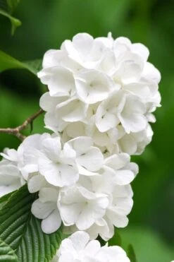 Japanese Snowball Bush (Viburnum Plicatum) - 2 Gallon Pot -Plant Shop viburnum plicatum japanese snowball flowers 10