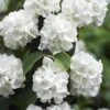Japanese Snowball Bush (Viburnum Plicatum) - 2 Gallon Pot -Plant Shop viburnum plicatum japanese snowball flowers 14