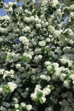 Japanese Snowball Bush (Viburnum Plicatum) - 2 Gallon Pot -Plant Shop viburnum plicatum japanese snowball flowers 15