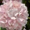 Kern's Pink Snowball Viburnum Bush - 2 Gallon Pot -Plant Shop viburnum plicatum kerns pink snowball 2