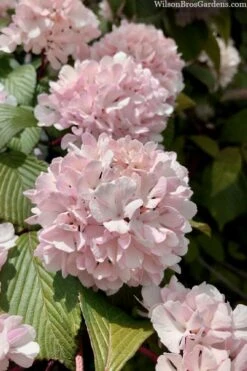 Kern's Pink Snowball Viburnum Bush - 2 Gallon Pot -Plant Shop viburnum plicatum kerns pink snowball 3