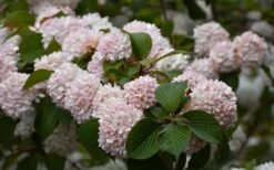 Kern's Pink Snowball Viburnum Bush - 2 Gallon Pot -Plant Shop viburnum plicatum kerns pink snowball 7