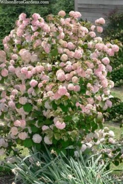 Kern's Pink Snowball Viburnum Bush - 2 Gallon Pot -Plant Shop viburnum plicatum kerns pink snowball 9