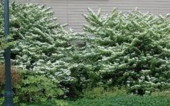Japanese Doublefile Viburnum - 2 Gallon Pot 17 Japanese Doublefile Viburnum - 2 Gallon Pot -Plant Shop viburnum plicatum tomentosum japanese doublefile 1
