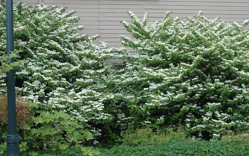 Japanese Doublefile Viburnum - 2 Gallon Pot 9 Japanese Doublefile Viburnum - 2 Gallon Pot - Image 7