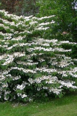 Japanese Doublefile Viburnum - 2 Gallon Pot 19 Japanese Doublefile Viburnum - 2 Gallon Pot -Plant Shop viburnum plicatum tomentosum japanese doublefile 5
