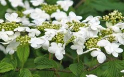 Japanese Doublefile Viburnum - 2 Gallon Pot 18 Japanese Doublefile Viburnum - 2 Gallon Pot -Plant Shop viburnum plicatum tomentosum japanese doublefile 6