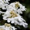 Japanese Doublefile Viburnum - 2 Gallon Pot -Plant Shop viburnum plicatum tomentosum japanese doublefile 7