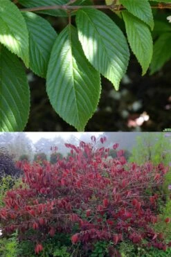 Japanese Doublefile Viburnum - 2 Gallon Pot 15 Japanese Doublefile Viburnum - 2 Gallon Pot -Plant Shop viburnum plicatum tomentosum japanese doublefile 9