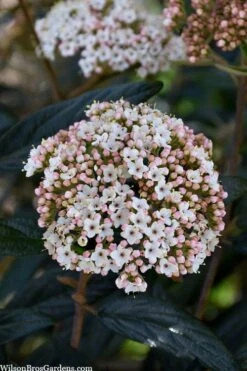 Prague Viburnum - 2.5 Quart Pot 14 Prague Viburnum - 2.5 Quart Pot -Plant Shop viburnum pragense prague 2