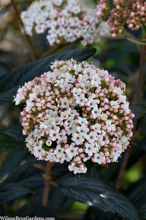 Prague Viburnum - 2.5 Quart Pot 7 Prague Viburnum - 2.5 Quart Pot - Image 5