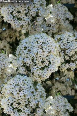 Prague Viburnum - 3 Gallon Pot 15 Prague Viburnum - 3 Gallon Pot -Plant Shop viburnum pragense prague 5 1