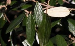 Prague Viburnum - 2.5 Quart Pot 17 Prague Viburnum - 2.5 Quart Pot -Plant Shop viburnum pragense prague 7