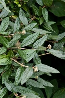 Prague Viburnum - 3 Gallon Pot 16 Prague Viburnum - 3 Gallon Pot -Plant Shop viburnum pragense prague 9 1