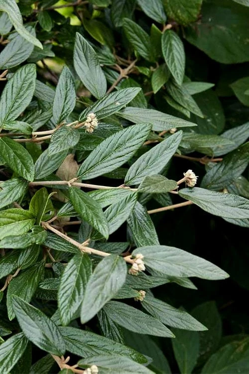 Prague Viburnum - 2.5 Quart Pot 9 Prague Viburnum - 2.5 Quart Pot - Image 7