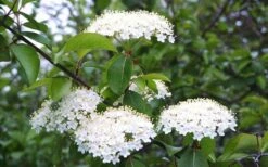 Blackhaw Viburnum - 2 Gallon Pot 15 Blackhaw Viburnum - 2 Gallon Pot -Plant Shop viburnum prunifolium black haw 4 1