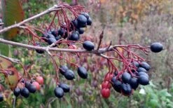 Blackhaw Viburnum - 3 Pack Of 1.5 Quart Pots -Plant Shop viburnum prunifolium black haw 5 2