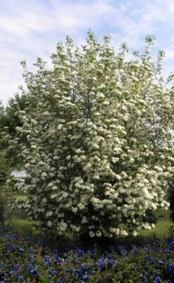 Blackhaw Viburnum - 3 Gallon Pot 13 Blackhaw Viburnum - 3 Gallon Pot -Plant Shop viburnum prunifolium black haw 7