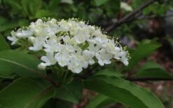 Blackhaw Viburnum - 2 Gallon Pot 17 Blackhaw Viburnum - 2 Gallon Pot -Plant Shop viburnum prunifolium black haw 9 1
