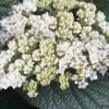 Alleghany Viburnum - 1 Gallon Pot -Plant Shop viburnum rhytidophylloides alleghany 2 thumbnail