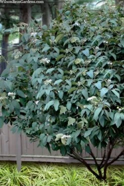 Alleghany Viburnum - 1 Gallon Pot -Plant Shop viburnum rhytidophylloides alleghany 3