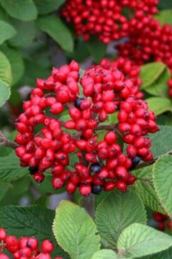 Alleghany Viburnum - 1 Gallon Pot -Plant Shop viburnum rhytidophylloides alleghany 4