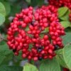 Red Balloon Viburnum - 3 Gallon Pot -Plant Shop viburnum rhytidophylloides red balloon 1