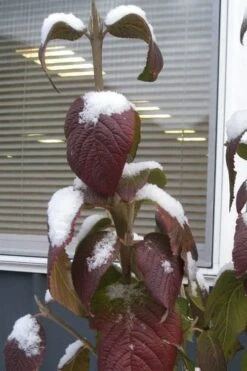 Red Balloon Viburnum - 3 Gallon Pot -Plant Shop viburnum rhytidophylloides red balloon 4