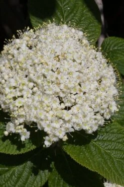 Red Balloon Viburnum - 3 Gallon Pot -Plant Shop viburnum rhytidophylloides red balloon 5