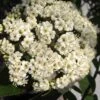 Willowwood Viburnum - 3 Gallon Pot