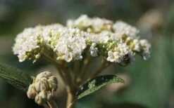 Willowwood Viburnum - 3 Gallon Pot 12 Willowwood Viburnum - 3 Gallon Pot -Plant Shop viburnum rhytidophylloides willowwood 2