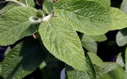 Willowwood Viburnum - 3 Gallon Pot 13 Willowwood Viburnum - 3 Gallon Pot -Plant Shop viburnum rhytidophylloides willowwood 3