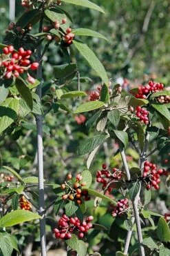 Willowwood Viburnum - 3 Gallon Pot 15 Willowwood Viburnum - 3 Gallon Pot -Plant Shop viburnum rhytidophylloides willowwood 5