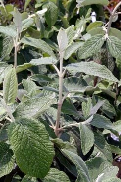 Willowwood Viburnum - 3 Gallon Pot 14 Willowwood Viburnum - 3 Gallon Pot -Plant Shop viburnum rhytidophylloides willowwood 6