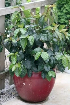 Shiny Dancer Viburnum - 2 Gallon Pot 13 Shiny Dancer Viburnum - 2 Gallon Pot -Plant Shop viburnum shiny dancer 26