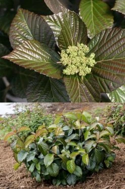 Shiny Dancer Viburnum - 2 Gallon Pot 14 Shiny Dancer Viburnum - 2 Gallon Pot -Plant Shop viburnum shiny dancer 27