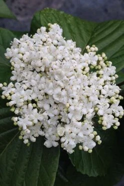 Shiny Dancer Viburnum - 2 Gallon Pot 15 Shiny Dancer Viburnum - 2 Gallon Pot -Plant Shop viburnum shiny dancer 4 500x750 1