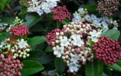 Spring Bouquet Viburnum - 1 Gallon Pot 14 Spring Bouquet Viburnum - 1 Gallon Pot -Plant Shop viburnum spring bouquet 800x500 2